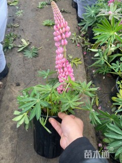 高度40厘米羽扇豆