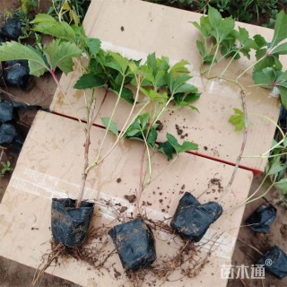 60厘米爬山虎