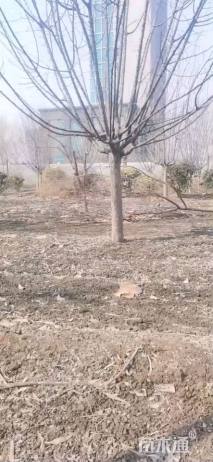 11公分绚丽海棠