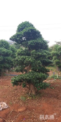 容器苗造型小叶榕