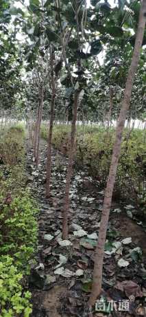 5公分巨紫荆