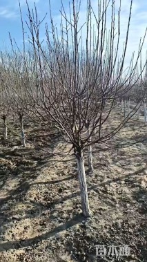 12公分秋紫白蜡