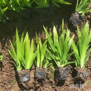 高度22厘米蓝花鸢尾