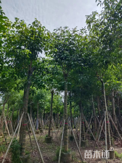 10公分秋枫