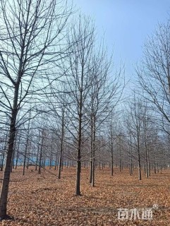 27公分娜塔栎