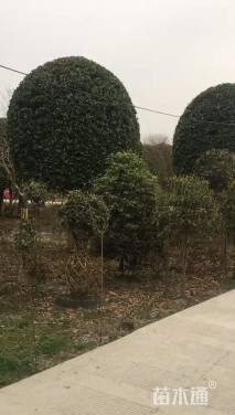 15公分桂花