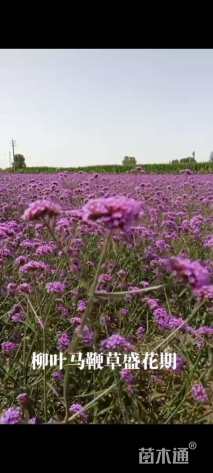 柳叶马鞭草种子柳叶马鞭草种子