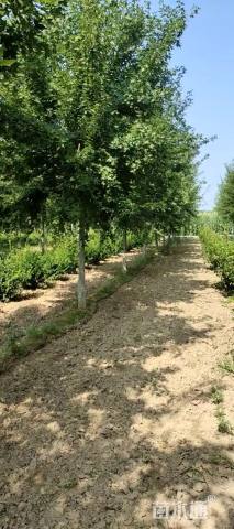 5公分元宝枫