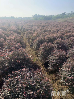 冠幅100厘米金禾女贞球