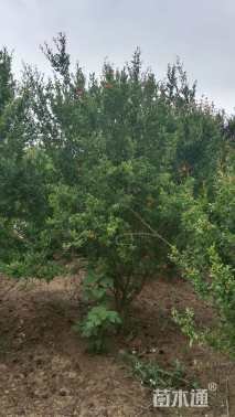 高度250厘米花石榴