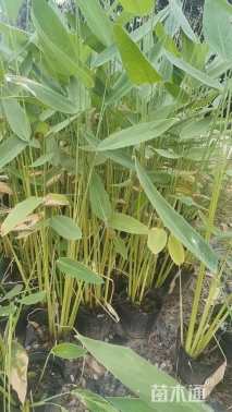 高度100厘米再力花