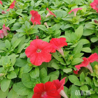 高度20厘米优质大花牵牛