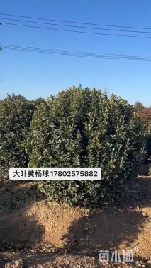 冠幅180厘米大叶黄杨球