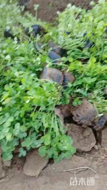 高度15厘米白三叶