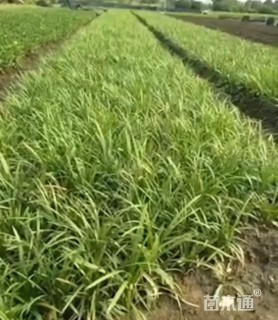 高度30厘米兰花三七草