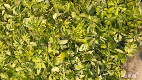 高度25厘米澳洲鸭脚木