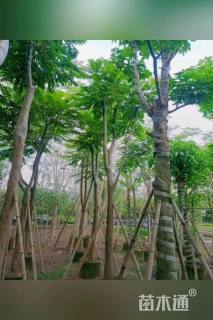 12公分麻楝