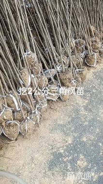 2公分三角枫