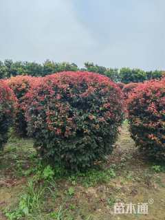 高度120厘米红叶李球