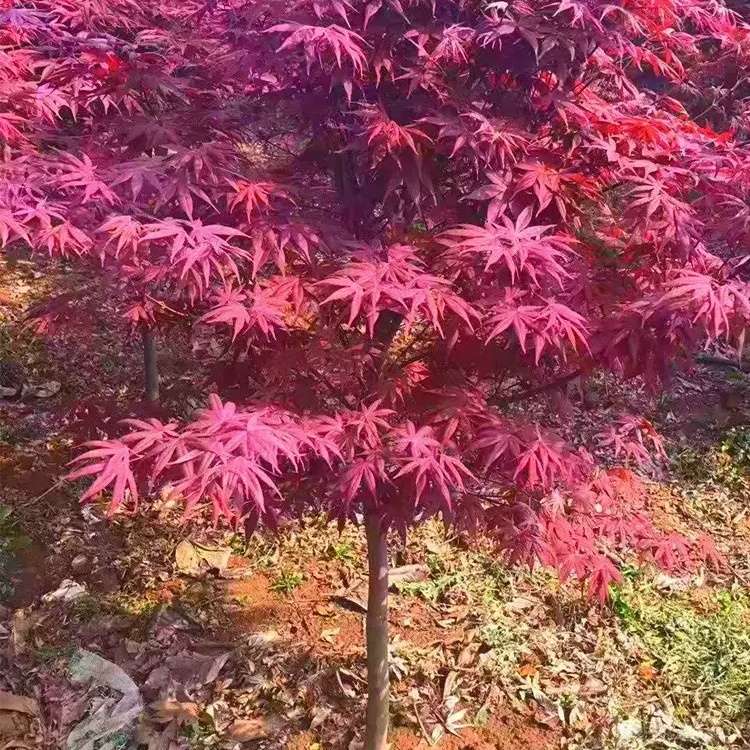 6公分日本红枫-红舞姬
