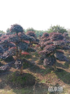 20公分造型红花继木桩