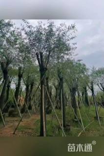 10公分柳树