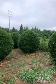 冠幅175厘米卫矛球