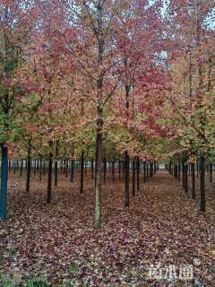 13公分美国红枫