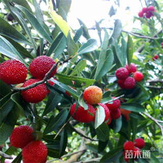 5公分杨梅