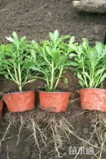 高度15厘米黄金菊