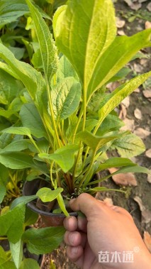 高度15厘米松果菊