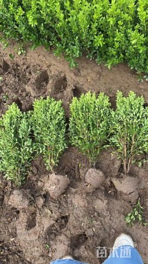 高度50厘米瓜子黄杨小苗