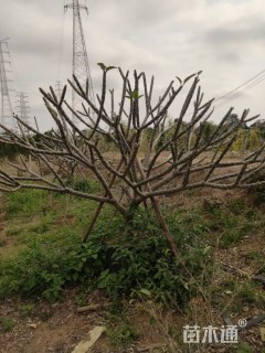 8公分鸡蛋花