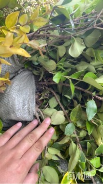 高度40厘米金森女贞