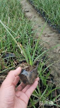 高度15厘米火炬花