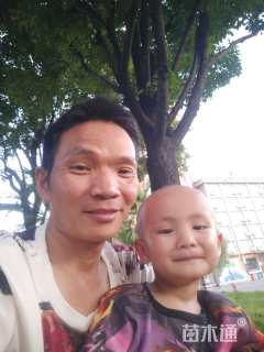 20公分清香木