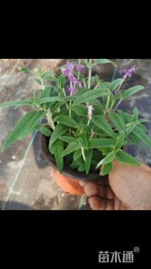 高度35厘米鼠尾草