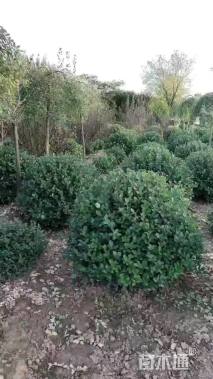 高度80厘米胶东卫矛