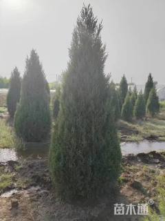 高度350厘米蜀桧