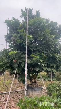 5公分洋蒲桃