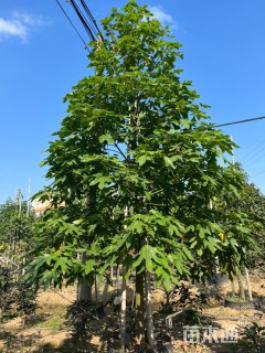 18公分澳洲火焰木