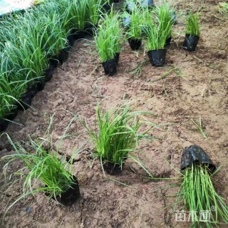 高度20厘米青绿苔草