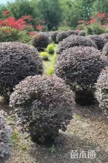 冠幅140厘米红花继木球