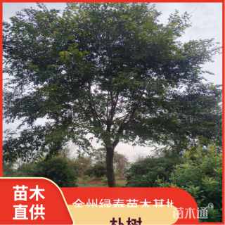 18公分朴树