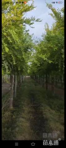 14公分榆树