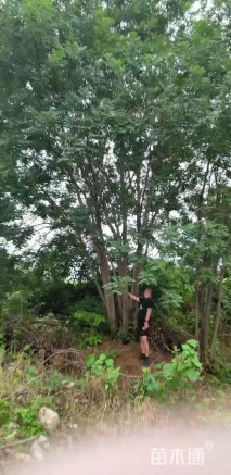 高度1000厘米丛生国槐