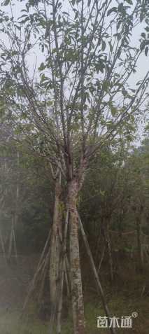 13公分大叶榕