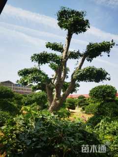 46公分造型三角枫