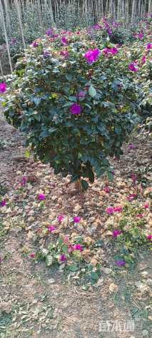 高度100厘米紫花三角梅