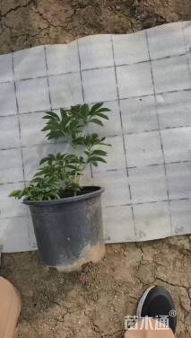 高度15厘米芍药